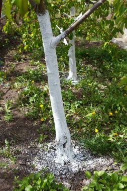 Bahar bahçesinde yeni yıkanmış ve limon dezenfekte edilmiş meyve ağaçları. İlkbahar tedavisi ve kabuğun zararlılardan korunması
