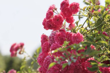 Canlı pembe güller çiçek açmış, yemyeşil yapraklar ve yeşil yapraklar sergiliyor, arılar çiçeklerden polen topluyor. Sahne, doğanın güzelliğini bir bahçe ortamında yakalar.