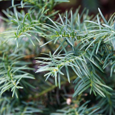 İğne yapraklı kozalaklı kozalaklı bitkilere yakın çekim. Yapraklar yoğun ve yeşildir. Bitkinin doğal güzelliğini gösterir.
