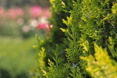 Güneş ışığı canlı yeşil yaprakları aydınlatır, gelişen doğal bir ortamda karmaşık dokular ve gölgeler sergiler. Bitkiler canlılık hissi yayıyor. Tuya - her zaman yeşil ağaç