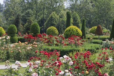 Çiçeklerle dolu canlı, yemyeşil çimenler ve düzgünce budanmış çalılarla çevrili çeşitli renklerde yumuşak güllerle dolu bir bahçe.
