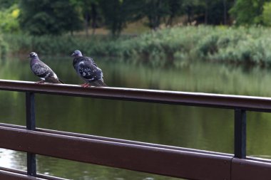 İki gri güvercin, sakin bir nehrin kenarındaki ahşap korkuluğa tünemiş, yakın mesafede. Bereketli yeşillik suyu sarar, sakin bir doğal ortam yaratır.