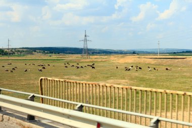 Mavi gökyüzünün altında otlayan ineklerle dolu engin yeşil bir tarla. Elektrik hatları araziye yayılarak çiftlik hayvanlarıyla kırsal bir alan oluşturuyor.