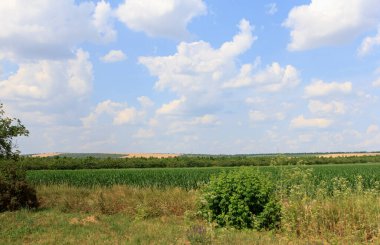 Yeşil tarlaları ve mavi gökyüzü olan uçsuz bucaksız bir tarım arazisi. Önplanda seyrek ağaçlar ve çalılar görülebiliyor, sakin bir kırsal alan oluşturuyor.