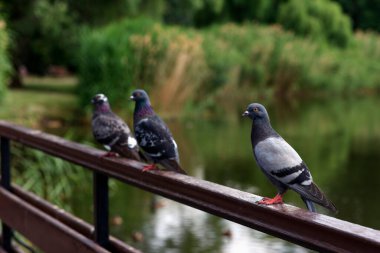 Sakin bir nehrin kenarındaki tahta korkuluklara tünemiş üç gri güvercin. Bereketli yeşillik suyu sarar, sakin bir doğal ortam yaratır.