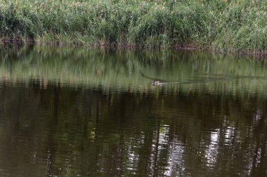 Bankalar boyunca yemyeşil çimlerin olduğu sakin bir nehir manzarası. Küçük bir kuş ördek suda yüzüyor, yüzeyde dalgalanmalar yaratıyor.
