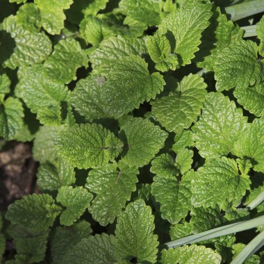 Taze medikal Melissa yapraklarını güneş ışığında detaylı doku, doğal stil, bahçe toprağında yetişme, bitkisel tazelik ve doğa kavramı ile birlikte bırakır.