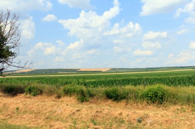 Yeşil tarlaları ve mavi gökyüzü olan uçsuz bucaksız bir tarım arazisi. Ön planda seyrek ağaçlar ve çalılar görülebiliyor, sakin bir kırsal alan oluşturuyor.