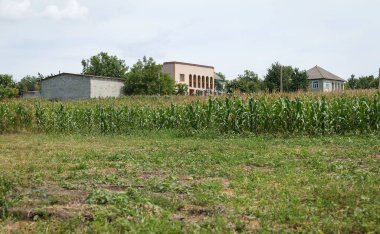 Bulutlu bir gökyüzünün altında birkaç ev ve ağaçla çevrili yeşil saplı bir mısır tarlasına sahip kırsal bir arazi.