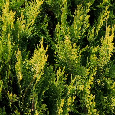 Güneş ışığı canlı yeşil yaprakları aydınlatır, gelişen doğal bir ortamda karmaşık dokular ve gölgeler sergiler. Bitkiler canlılık hissi yayıyor..