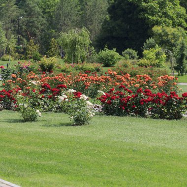 Çiçek açan kırmızı ve beyaz güllerle dolu canlı bir bahçe. Çiçek tarlalarını çevreleyen yemyeşil çimenler, sakin bir açık hava alanı oluşturuyor.