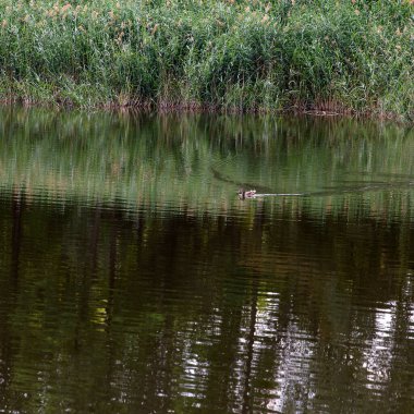 Bankalar boyunca yemyeşil çimlerin olduğu sakin bir nehir manzarası. Küçük bir kuş ördek suda yüzüyor, yüzeyde dalgalanmalar yaratıyor.