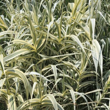 Uzun ve ince yapraklı yoğun bir süs ağacı kümesi. Yapraklar yeşil ve beyaz çizgili, doğal ortamda canlı bir görünüm yaratıyor.