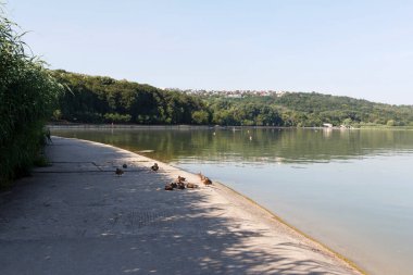Sakin bir gölün kıyısında dinlenen bir grup kahverengi ördek. Yakınlarda uzun yeşil sazlıklar yetişiyor. Su yeşilliği yansıtır ve sakin bir doğal manzara yaratır..