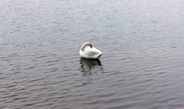 Tek bir beyaz kuğu tüyleri düzleştirir ve sakin bir gölde zarifçe süzülür, doğal bir su arka planına sahip, huzuru ve yalnızlığı simgeleyen, ilkbaharın başlarındaki