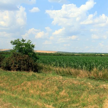 Yeşil tarlaları ve mavi gökyüzü olan tarım arazisi. Ön planda seyrek ağaçlar ve çalılar görülebiliyor, sakin bir kırsal alan oluşturuyor.