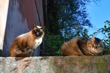 Two cats on a wall in the narrow street of an Italian village.