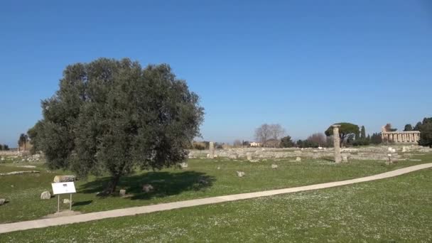 Krajobraz Ruinami Paestum Starożytne Grecko Rzymskie Miasto Prowincji Salerno Stan — Wideo stockowe