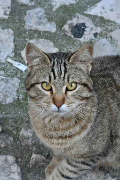 Den Uttrycksfulla Ögon Katt Gata Byn Fumone Italien — Stockfoto