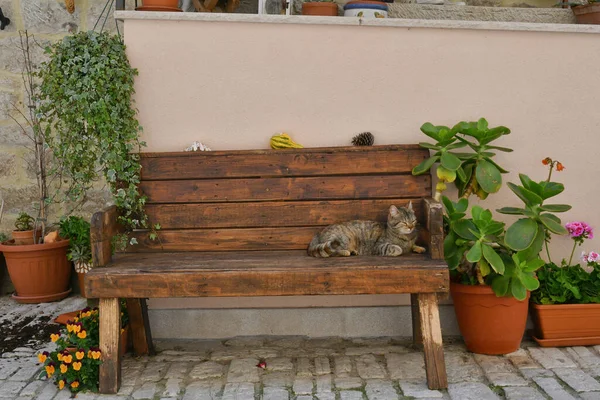 Kot Ławce Alejce Guardialfiera Historyczne Miasto Stanie Molise Włoszech — Zdjęcie stockowe