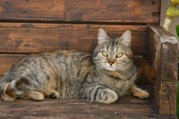 Kot Ławce Alejce Guardialfiera Historyczne Miasto Stanie Molise Włoszech — Zdjęcie stockowe