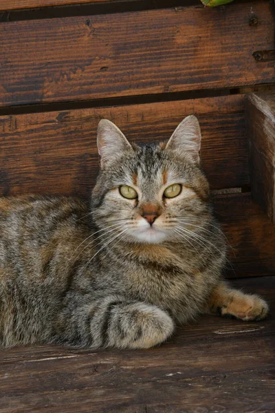 イタリアのモリーゼ州の歴史的な町 グアラディフィエラの路地にあるベンチの猫 — ストック写真