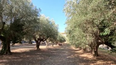 İtalya 'nın Castiglione del lago şehrindeki bir ortaçağ şatosunun etrafındaki halka açık bir parkta zeytin ağaçları..