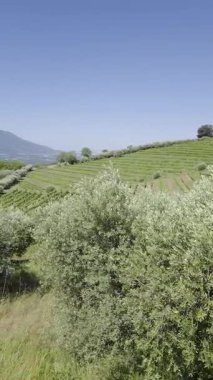 İtalya 'nın Napoli ilindeki Visciano Manastırı' ndan görülebilen volkanik bir manzara..