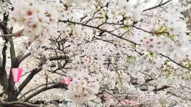 Kiraz çiçeği konsepti. Japon sakurası.