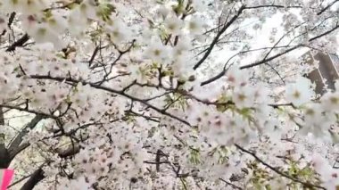 Kiraz çiçeği konsepti. Japon sakurası.
