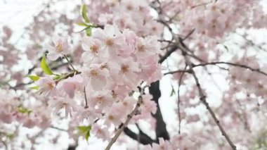 Kiraz çiçeği konsepti. Japon sakurası.