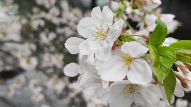 Kirschblütenkonzept Japanische Sakura — Stockvideo