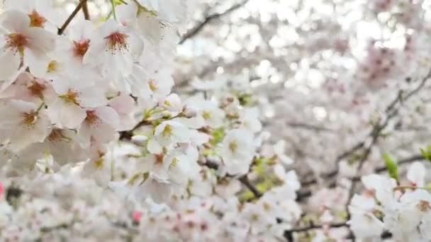Kirschblütenkonzept Japanische Sakura — Stockvideo