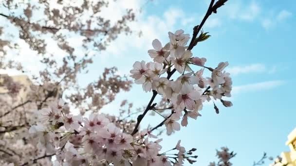 桜のコンセプト 日本の桜 — ストック動画