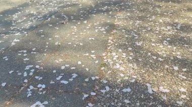 Yere düşen bir sürü kiraz çiçeği yaprağı