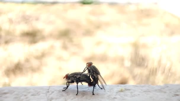 Macro Footage Two Houseflies Male Female Mating White Wooden Surface — Stock Video