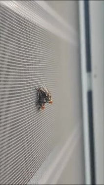 Çiftleşen bir çift sineği yakından takip edin. 