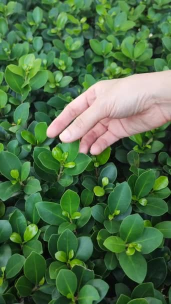Female Hand Touching Green Leaves Hedge — Stock Video