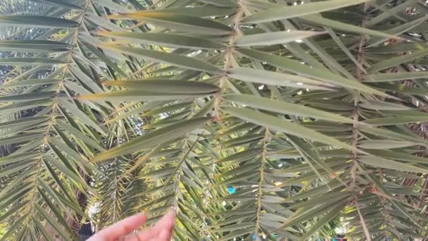 ヘッジの緑の葉に触れる女性の手 — ストック動画