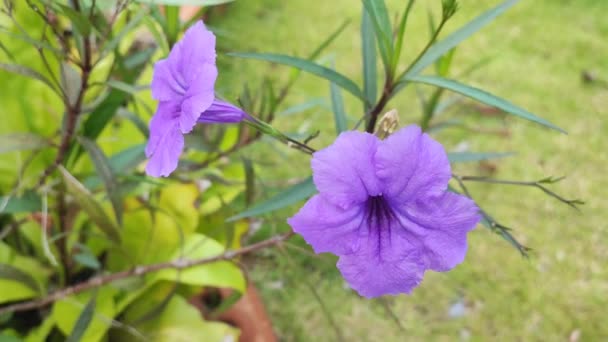Close Purple Ruellia Tuberosa Houseplant Ornamental Plants Often Found Roadside — Stock Video