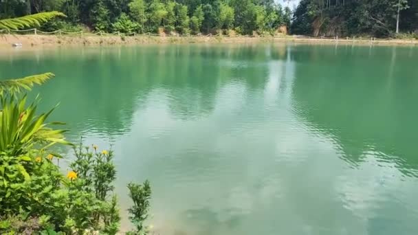 野生の木の草 明確な青い空の背景が付いている沼池 — ストック動画