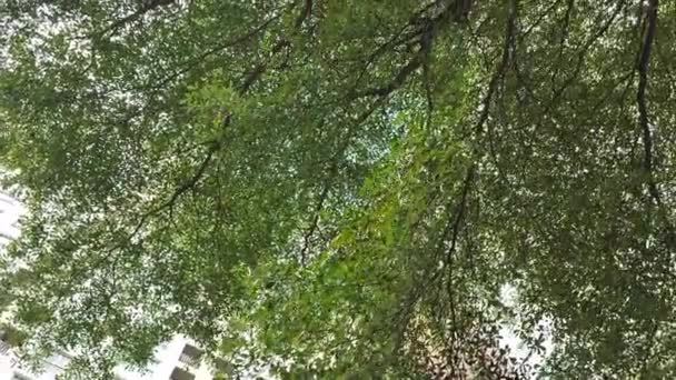 午後の太陽と木の緑豊かな緑の葉の下のビュー — ストック動画