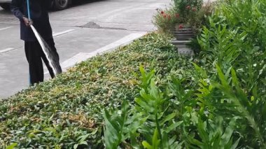 Bir adam bir palmiye ağacını suluyor.