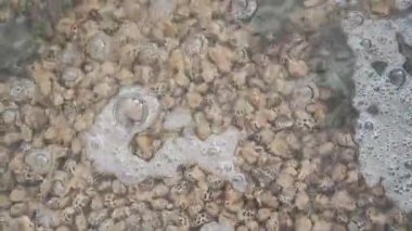 Babylonia areolata, tatlı istiridyeler gölette