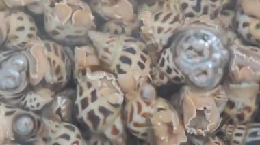Babylonia areolata, tatlı istiridyeler gölette