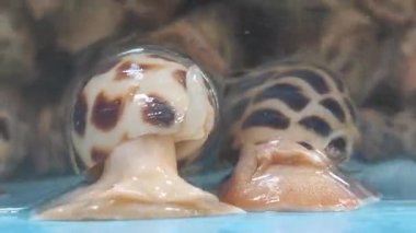 Babylonia areolata, tatlı istiridyeler gölette