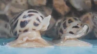 Babylonia areolata, tatlı istiridyeler gölette