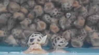 Babylonia areolata, tatlı istiridyeler gölette