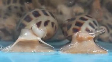 Babylonia areolata, tatlı istiridyeler gölette