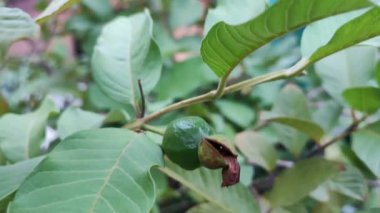 Guava 'lar ağaç dalında. Guava Ağacında Olgun Tropikal Meyve Guava.